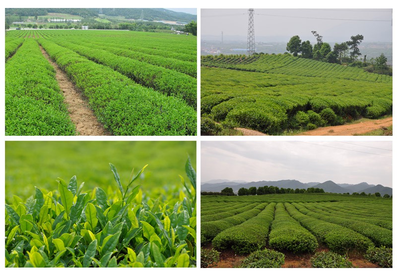 HOUTU TEA Plantation-min