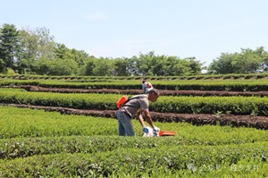 استفاده از ماشین چیدن چای برای برداشت برگ سبز چای Longjing